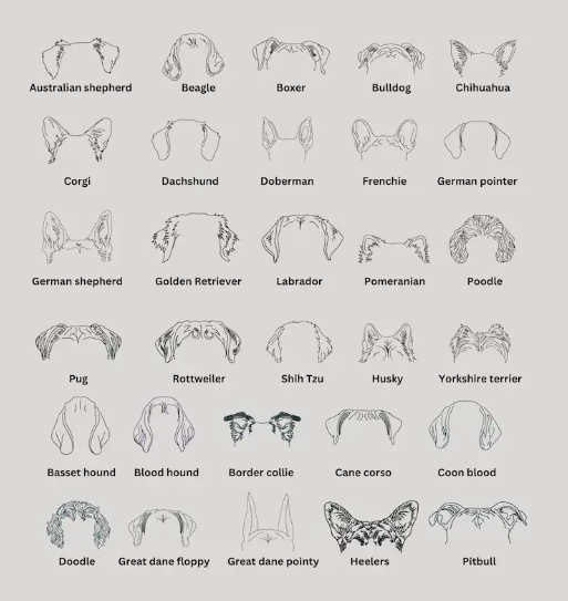 DOG EAR CUSTOM EMBROIDERED SWEATSHIRT